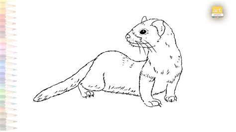 Black footed ferret drawings video | Ferret drawings | How to draw ...