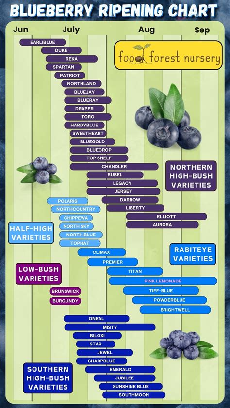 5 Essential Tips for Blueberry Freshness: The 2025 Guide to Refrigeration
