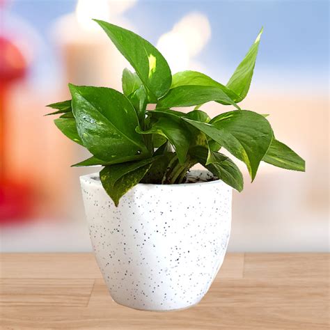 Buy Fortune Money Plant Online at Best Price | Od
