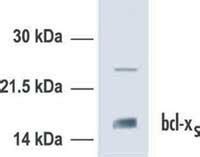 Anti-Bcl-xs (Ab-1) (119-131) Rabbit pAb | PC89