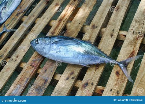 Bigeye Tuna on the Wood Palette on the Fish Market on Maafushi Island ...
