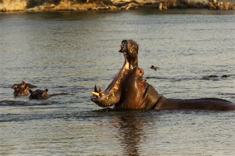 How Many People Die From Hippos Every Year