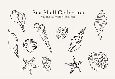 Simple Seashell Drawings
