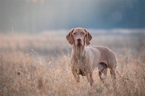 Gun Dog Hall of Fame: The 20 Best Hunting Breeds to Hit the Field ⋆ ...