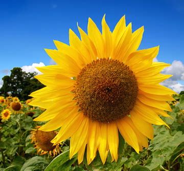 Image result for Sunflower Optimization Algorithm