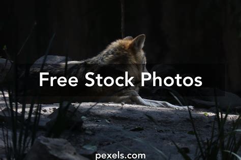 Image result for Wolves Calling