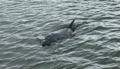 Tea Gardens BBQ Boats - Tea Gardens | Tripadvisor