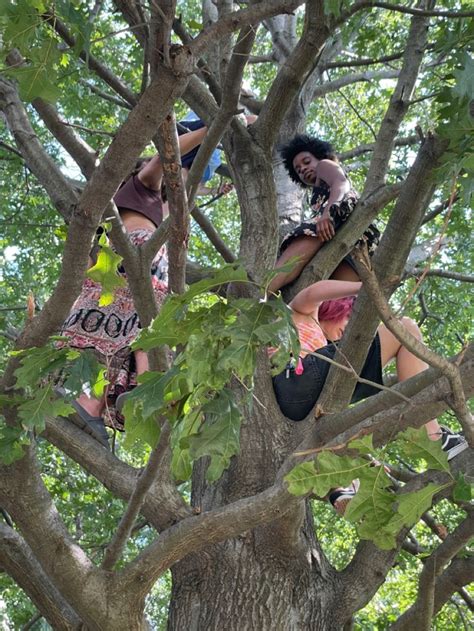 Climb That Tree 的图像结果