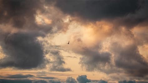 Wallpaper bird, clouds, sky hd, picture, image