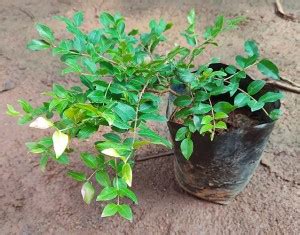 Trothic Jaboticaba Plant Price in India - Buy Trothic Jaboticaba Plant ...