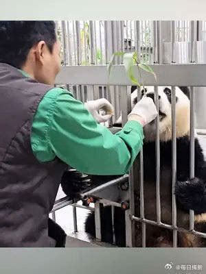 吃竹子的大熊猫高清图片下载_红动中国