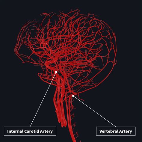 Blood Supply To The Brain Anatomy Arterial Supply To Brain:Posterior
