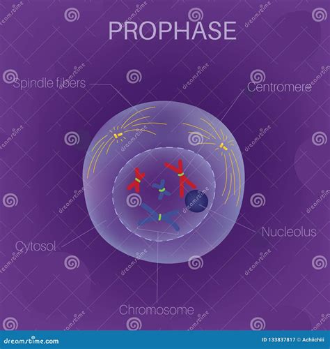 The Cell Cycle -Prophase stock vector. Illustration of prophase - 133837817