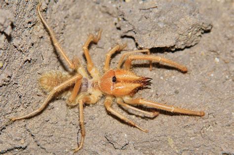 The Biggest Camel Spider Ever Found