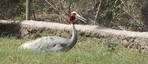 Travelogue of our roadtrip from Delhi to Patiala and Chhatbir zoo near ...