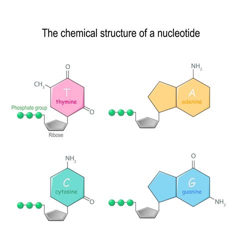 Nucleotide