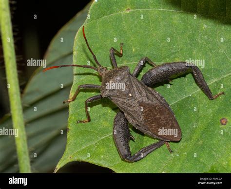 Leaf footed bug hi-res stock photography and images - Alamy