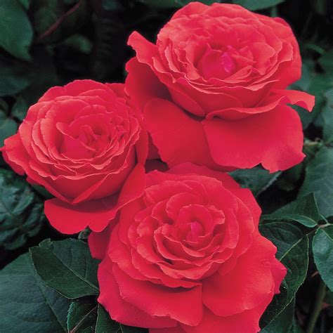 Fragrant Cloud | Hybrid Tea | David Austin Roses