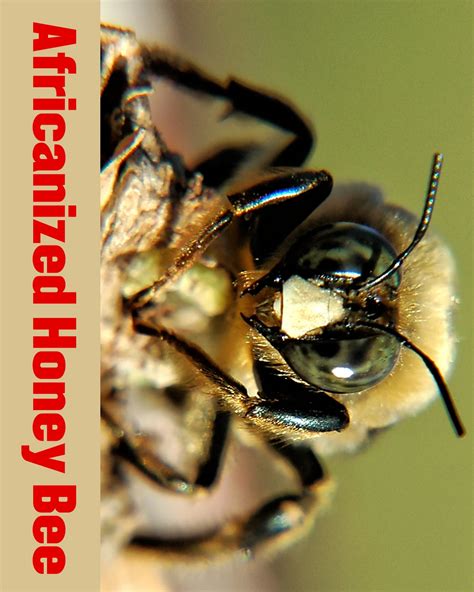 Right Way To Transfer Bees From Nuc To Hive | Beekeepingstudy