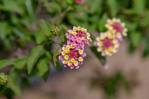 12 Toxic Garden Flowers You Should Avoid Planting