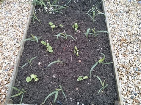 Raising Veg: Companion planting