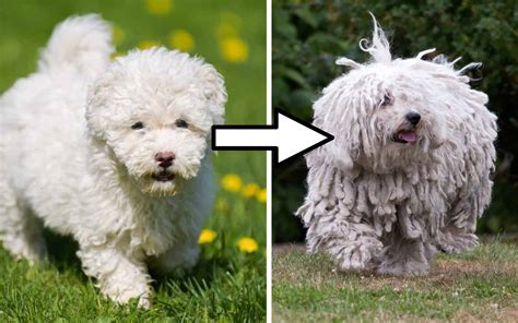The 9 Most Popular Large, Hypoallergenic Dog Breeds - A-Z Animals