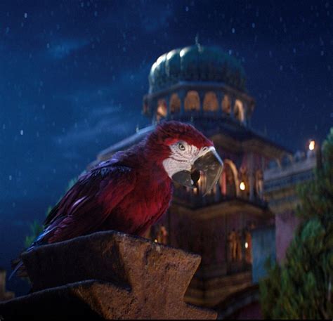 Parrot In Aladdin Quotes Funny Parrot Quote Etsy UK