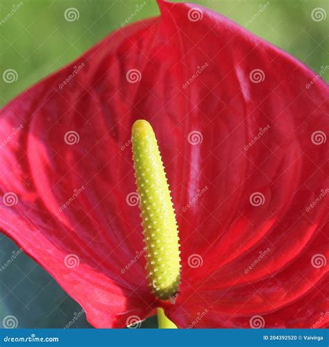 Anthurium the Flamingo Flower is an Evergreen with Red Waxy Flowers ...