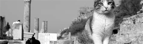 Download wallpaper cat, cat, black and white, the ruins, monochrome ...