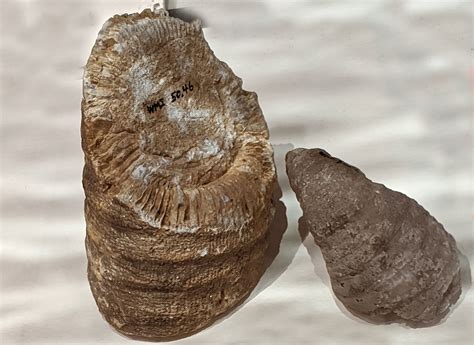 Louisville Fossils and Beyond: Siphonophrentis and Heterophrentis Horn ...