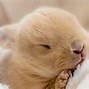 Image result for Wild Baby Bunnies 101