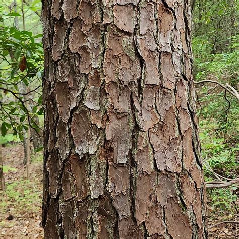 Loblolly Pine (Pinus taeda) Bark | Western Carolina Botanical Club