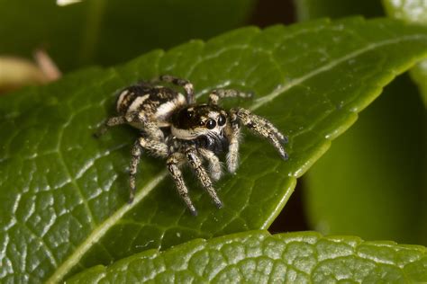 Jumping Spider Species