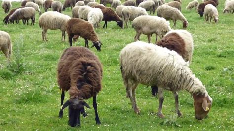 Roma, in arrivo 50 000 pecore tosaerba (manortiz)   YouTube