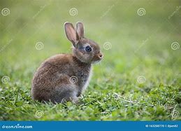Image result for Bunny Laying Down Drawing