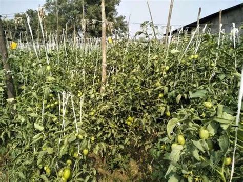 Biofungicide - PHMS Bhuraksha Manufacturer from Ahmedabad