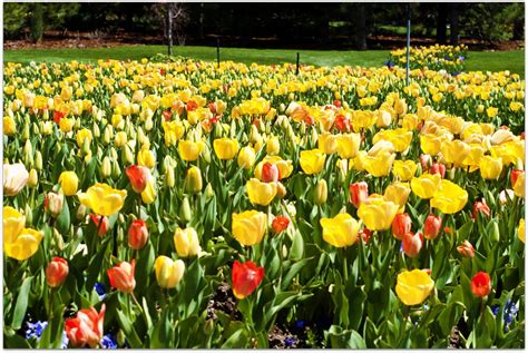 Sjoberg: The Tulip Festival...at Thanksgiving Point.