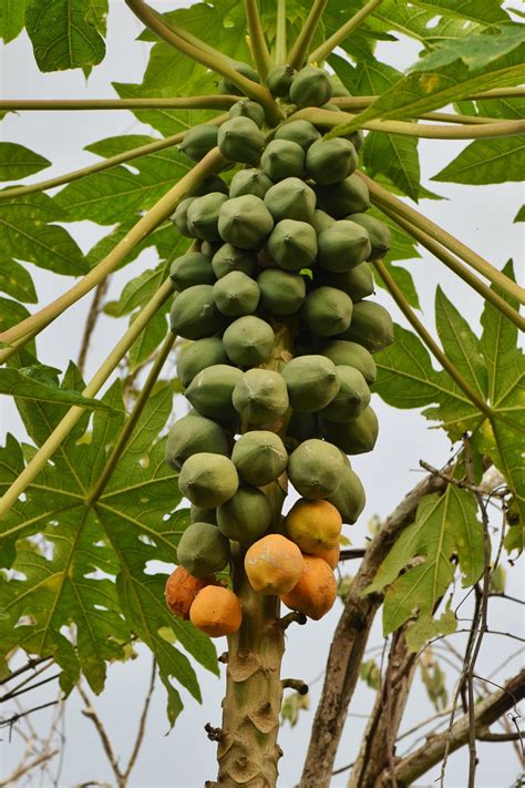 Family Of Papaya