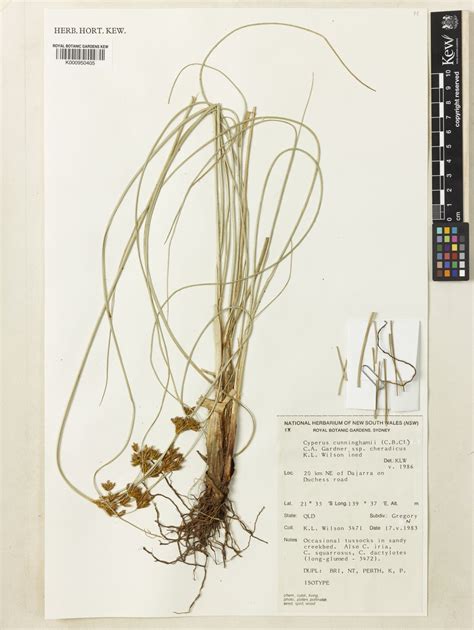 Cyperus cunninghamii subsp. cheradicus K.L.Wilson | Plants of the World ...