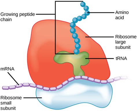 1.5.a. Cell organelles of both Plant and animals - Interactive Biology ...