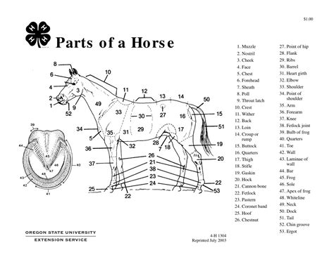 Printable Parts Of A Horse