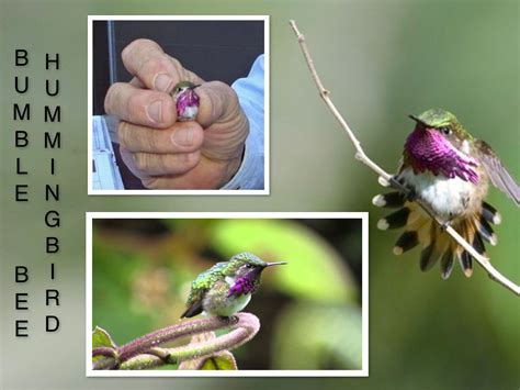 Bee Hummingbird
