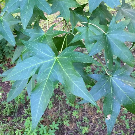 Palmately Compound Leaf Trees