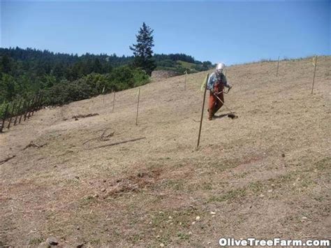 Image result for St. Helena Tree Felling