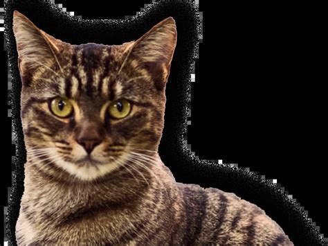 Pet Records Request - Emancipet