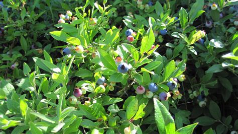 Blueberry Picking on the Gunflint Trail | The Lakes Area