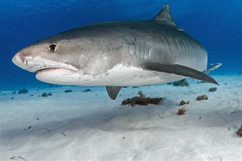 Wild, dangerous & top 10 animals in Timor Leste 2025