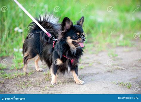 Black And Tan Long Haired Chihuahua