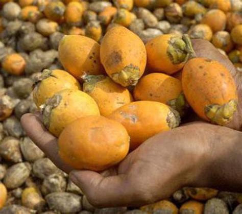 Queen Gulu Betel Nut/Supari Plant Price in India - Buy Queen Gulu Betel ...