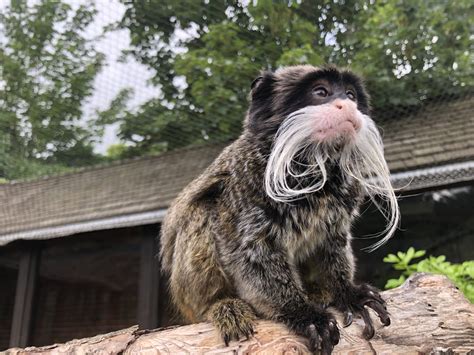 Bearded emperor tamarin - Saguinus imperator subgrisescens | Visit us ...
